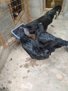 Ayam Cemani