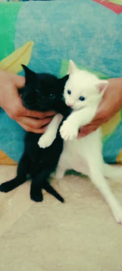 Persian Kittens