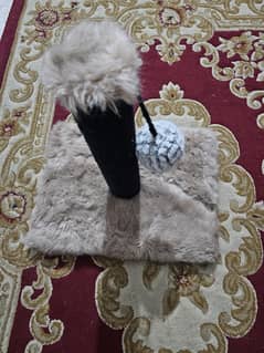 Pet