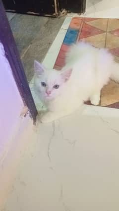 Persian cat , 4months old