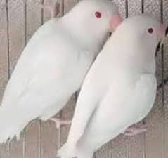 lovebirds