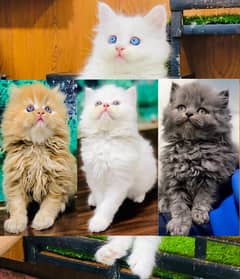 Persian punch face triple coded cat kittens