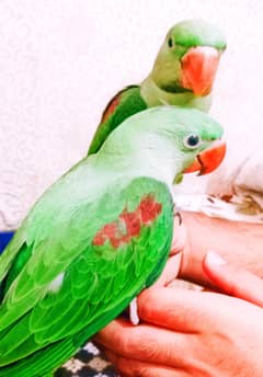 Raw Kashmiri parrot