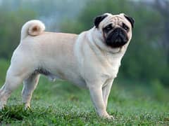 PUG AND POODLE For Sale In Multan 03271881108
