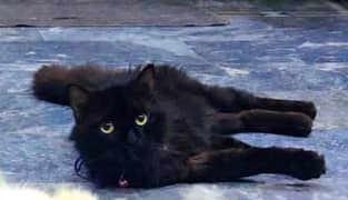 Black Colour Male Cat For Sale 2 Coated