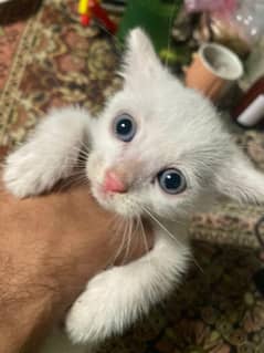 Persian