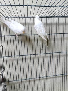Budgies