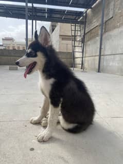 Siberian