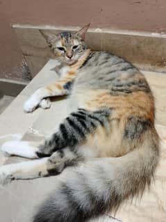 semipersian