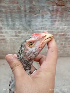 shamo chicks