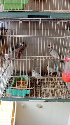 Finch java & cage