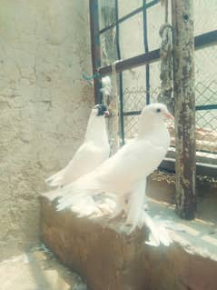 Gubara pegions