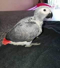 African grey parrot for sale 03358071474