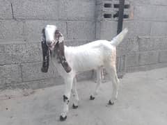 bakra