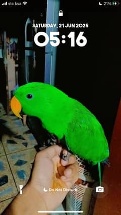 Electus Parrot | Electus Male  | Hand Tame | Grand Electus Parrot