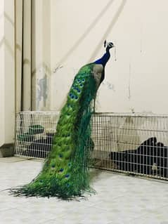 Peacock male