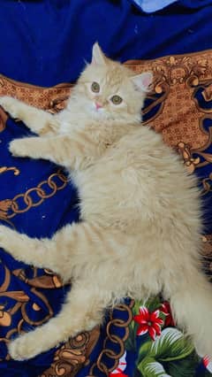 Persian