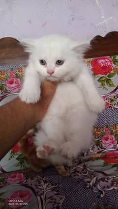pershion kittens