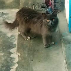 Persian cat