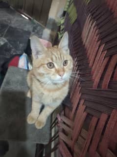 1 year old Tabby cat