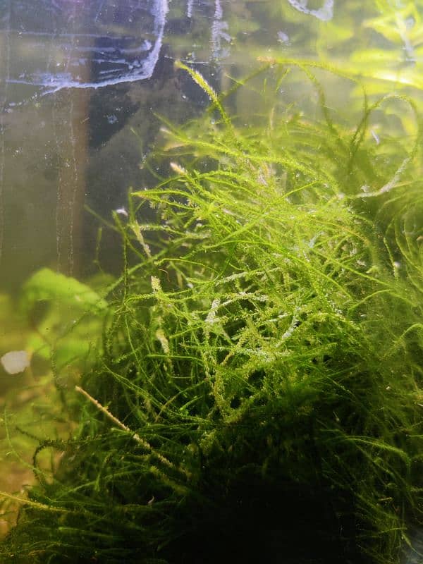 Java Moss Patches 0