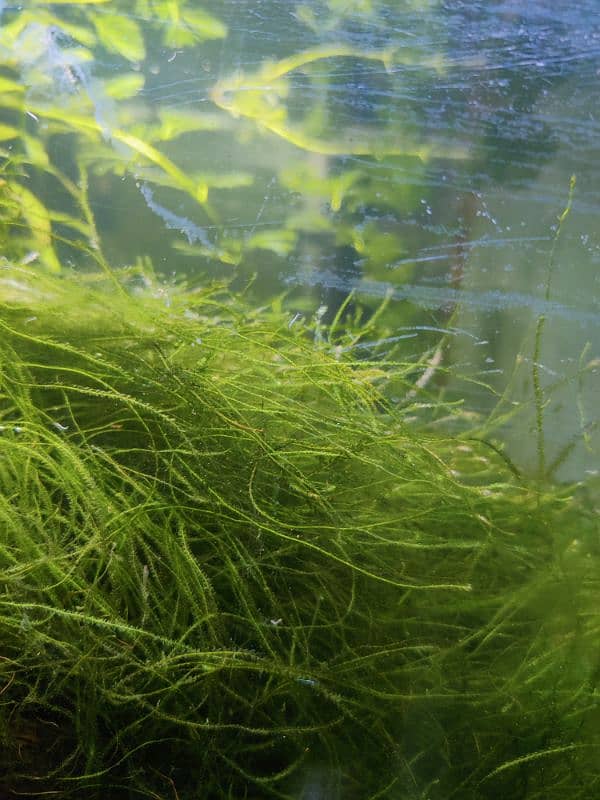 Java Moss Patches 1