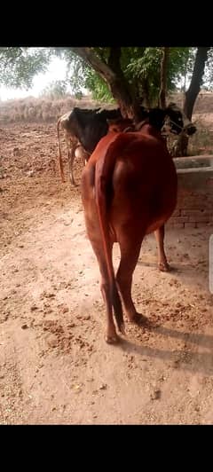 wari for sell