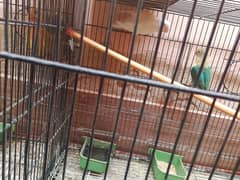lovebird full set up with cages