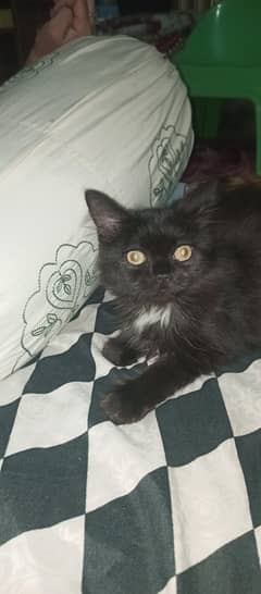 Persian cat