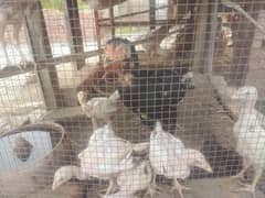 Mushki murgi with 7 chiks
