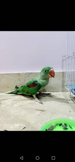 green pahari raw