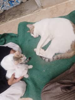 cats and thir two child