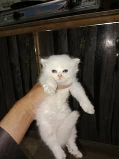 Tripple cotted persian kitten 57 days old for sale 03296062505