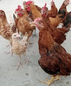 Hen chicks