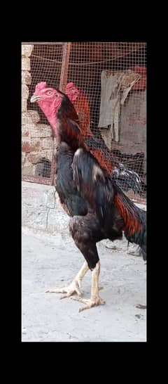puor garmen Shamo 03234073320