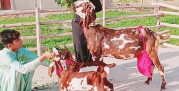 2 bacchon wale bakri for sale call 03228068024