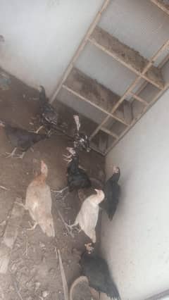 aseel murgi 5 murge2 do desi