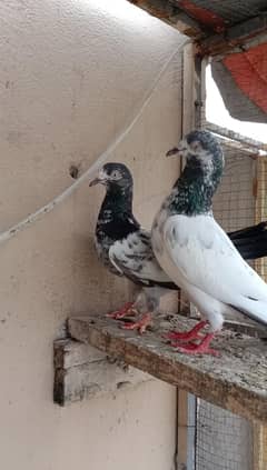tady or khaki pair for sale