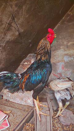 Aseel murga my Whatsapp 03009425275