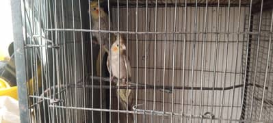 cocktail pair for sell