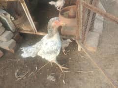 aseel kasni murgi with 3 chiks