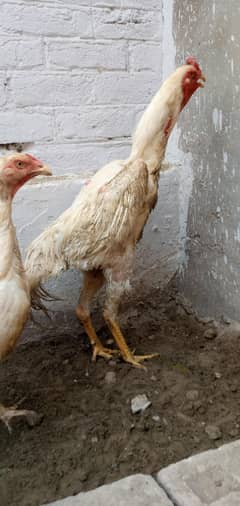 White O Shamo Trio