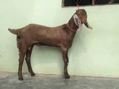 TOTA PURİ Bakra