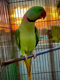 Green Parrot | Semi-Tamed Raw | Fully Talking Parrot |Breeder Parrot