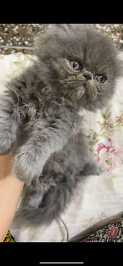 peke face kitten for sale
