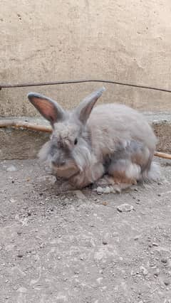 English Angora breeder