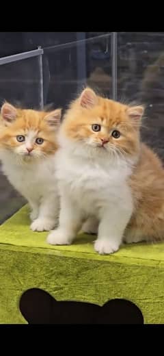 Cat Persian | cat baby | kittens | Blue eyes | ωatsap03286487884