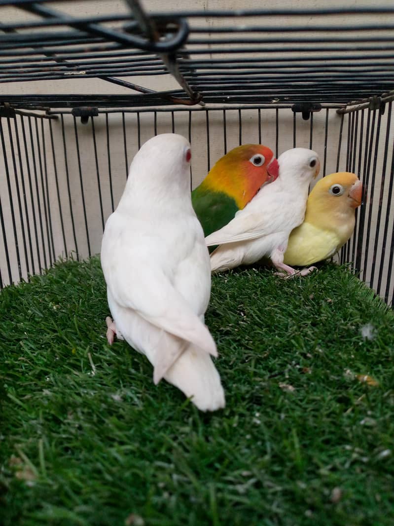 . Albino red eyes, decino lovebirds 0