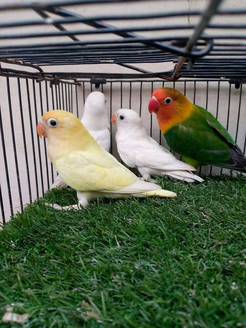 . Albino red eyes, decino lovebirds 1