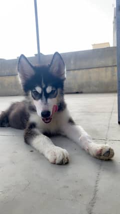 Siberian Husky Puppy | wolly coat puppy | Husky Dog | Husky